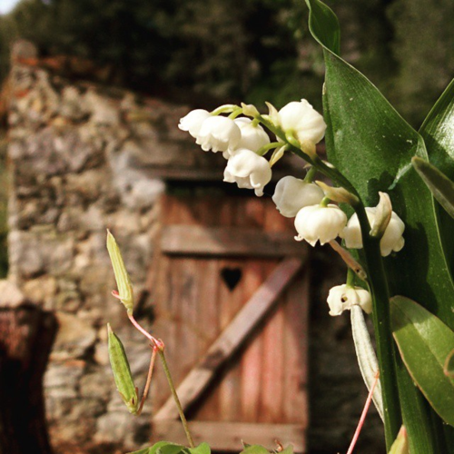 Muguet or lily of the valley for May 1st in France or premier mai en france. (c) Kristin Espinasse 