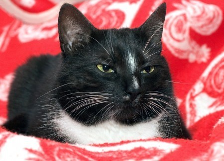 feline-arthritis