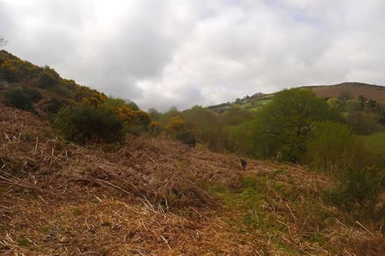 Hillside 4