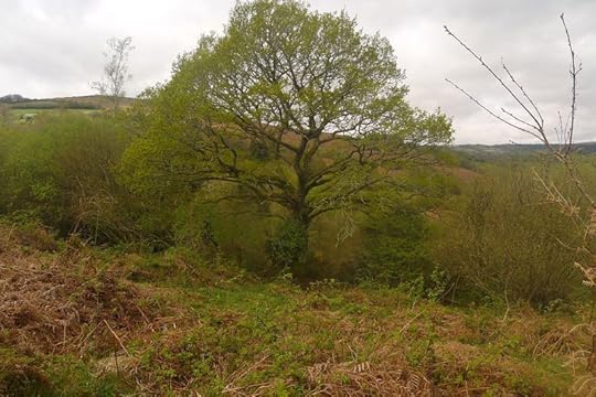 Hillside 7