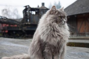 Gandalf the Gray