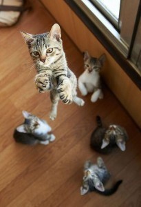 KittenLeap
