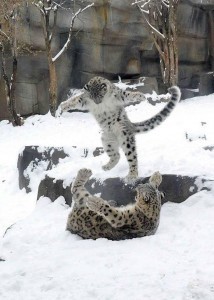 Snow leopards