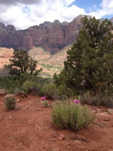 Zion flowers