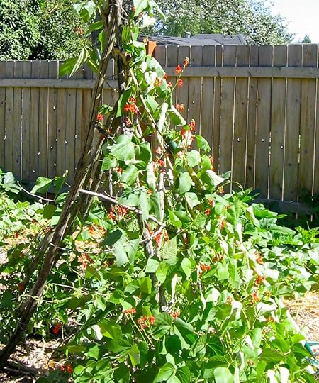 bean-teepee