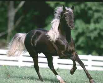 free horse pictures photo: dream horse blackhorrsewhitemane.jpg