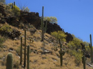 SDC14984