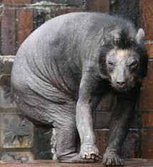 hairless bear