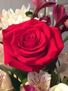 Rosapalooza