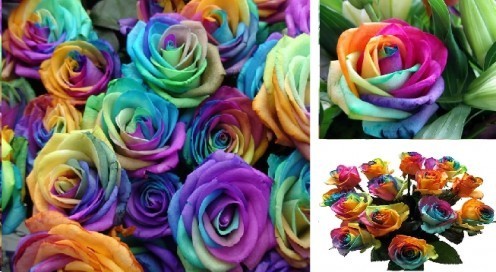 Beautiful Rainbow Roses