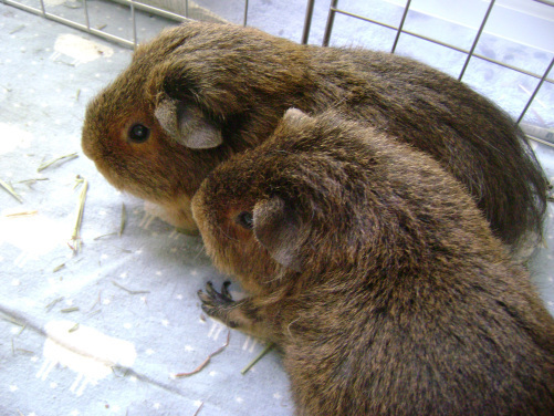 Pammy and Twiglet cuddle for comfort against the outside of Twiglet���s home, soft flannel sheep sheets and bits of Timothy hay caress the pads of their little feet, they look the same but they are not.