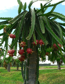 Dragon Fruit cactus