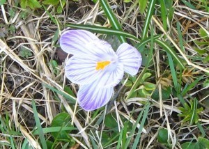 APRIL 2015 CROCUS