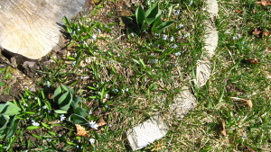 APRIL 2015 BLUE FLOWERS