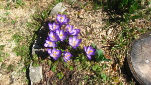 APR 2015 CROCII