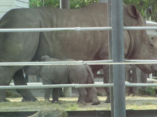 Mama and Baby Rhino are having a moment. Both are white rhino, almost extinct.