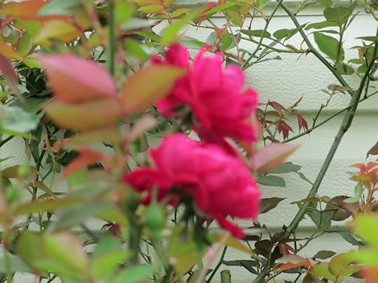 This rose is a cutting from a bush that was planted in 1920. I make clippings to take to every new home.