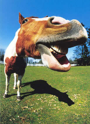 horse laughing photo: laughing horse laughinghorse.jpg