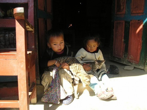 Nepal-animal-rescue
