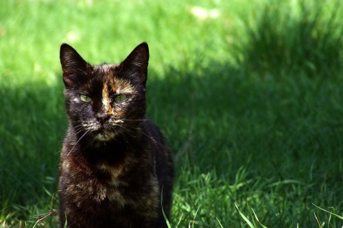 intestinal-parasites-cats