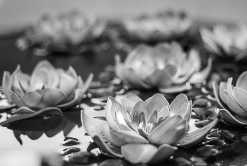 A day trip to see the temples of Lamphun. A large planter pot with brightly colored lotus flowers also looked beautiful in black and white.