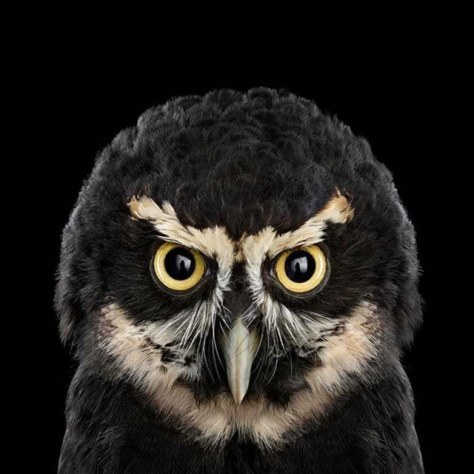 Impressive-Owl-Portraitsby-Brad-Wilson