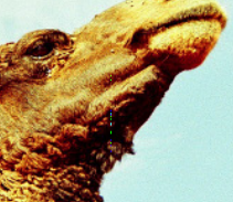 Tiny hint of what might be on the cover, maybe