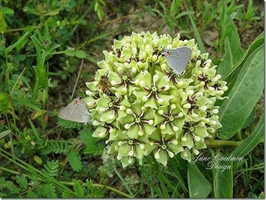 Antelope_horn_milkweed