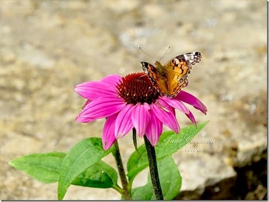 PaintedLady_coneflower_kk_carmel