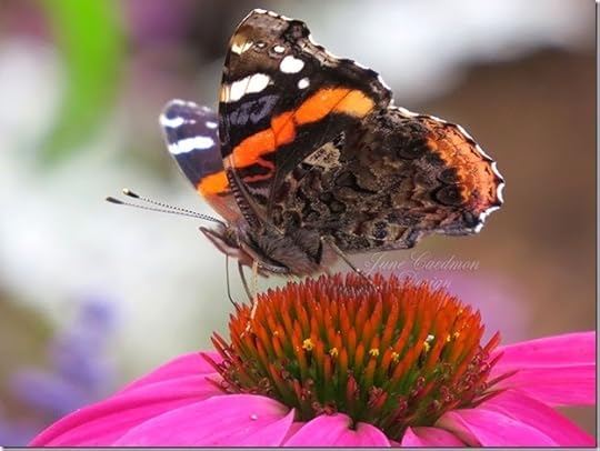 RedAdmiral_Coneflower