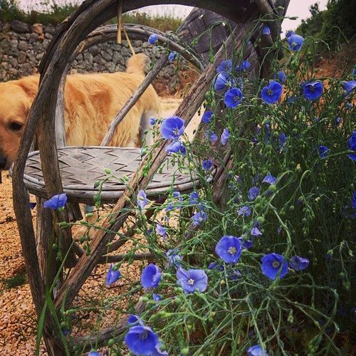 Smokey-and-flax-flowers