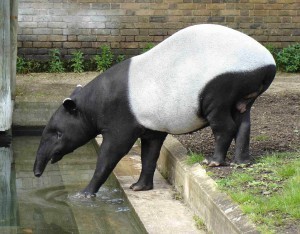 Malayan_Tapir
