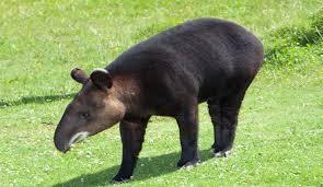 Tapirus_pinchaque_portrait