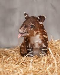 baby tapir