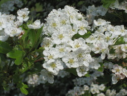 Bealtaine Traditions in Ireland - May Day