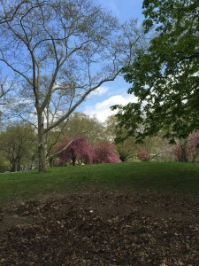 Central Park on May 1