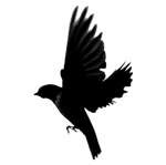 transparent_logo-Custom1