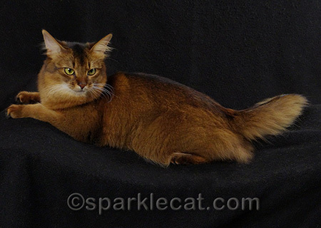 This is my imitation of a Bobtail