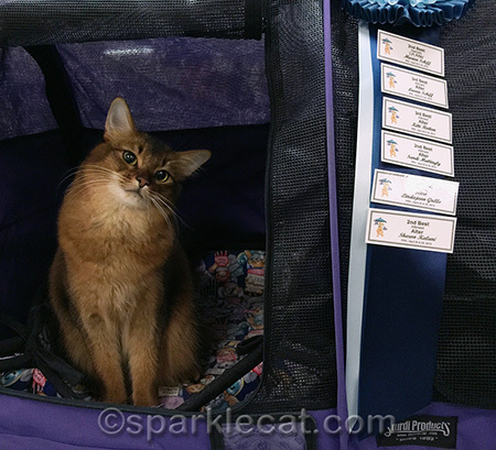 I had fun this weekend... and my human will never look at cake again!