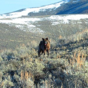 Wolf March 2015 by Rita Reining