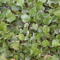 palak