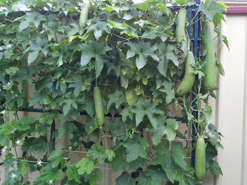 turai