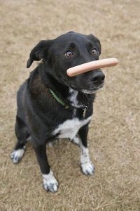 A dog with a hot dog on its nose.