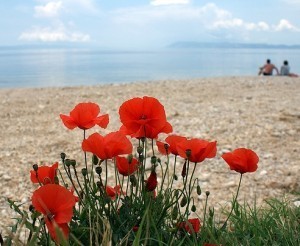 Flowers on the beach