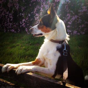 Indie on the bench