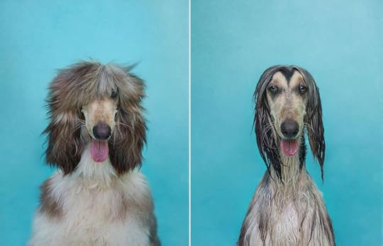drydogwetdog02