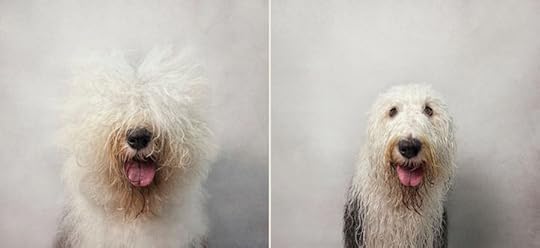 drydogwetdog07