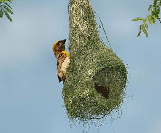Weaver bird nest