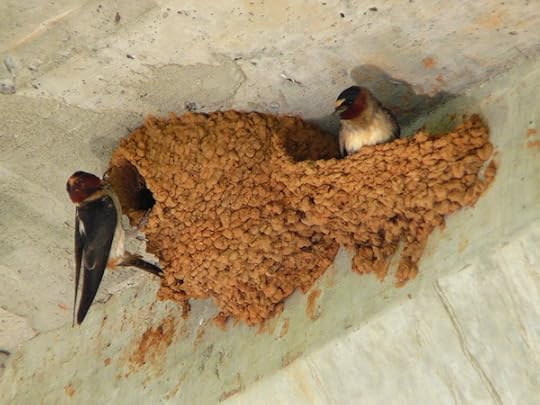 Cliff swallow nest
