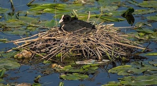 Eurasian coot nest